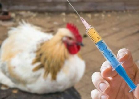 اجرای طرح واکسیناسیون رایگان طیور بومی علیه بیماری نیوکاسل در شهرستان انار