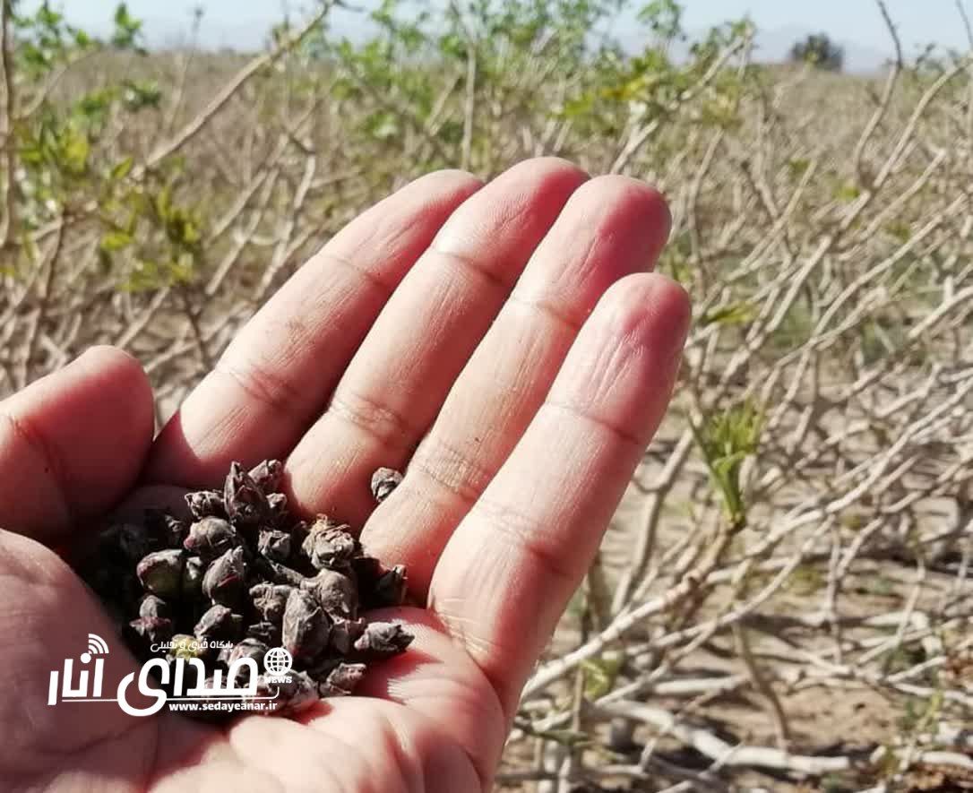 خسارت ۱۲۵۰ میلیارد تومانی سرمازدگی به باغات پسته شهرستان انار