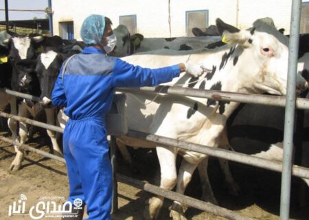 اجرای طرح رایگان فاز اول واکسیناسیون جمعیت دام سنگین علیه بیماری تب برفکی در شهرستان انار