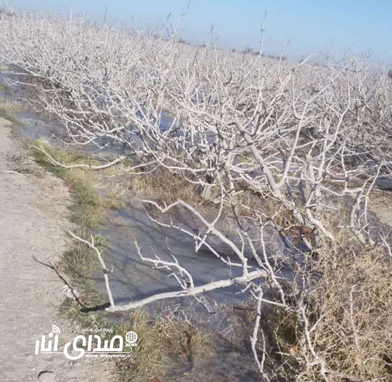 مقایسه دور آبیاری ۳۰ روزه با ۵۰ روزه در باغات پسته