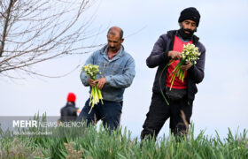 تصاویر/ گل نرگس در آزادشهر
