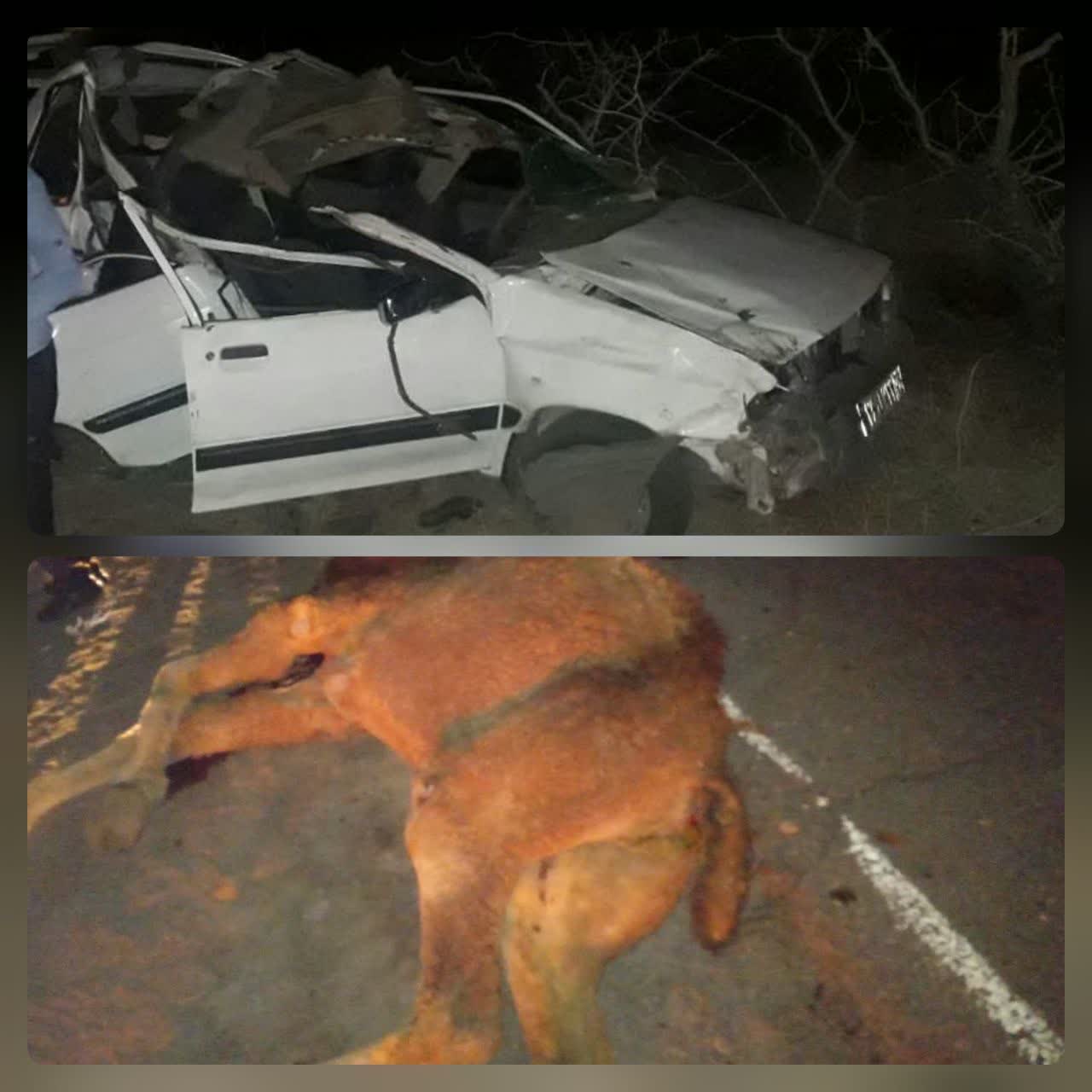 بر اثر برخورد سواری پراید با شتر در محور نوق ۴ نفر مصدوم شدند