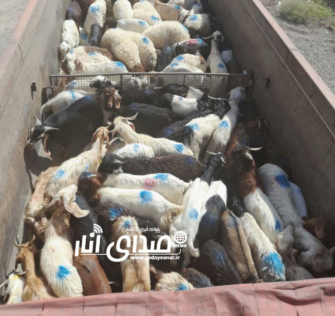 کشف ۱۲۳ راس گوسفند قاچاق در انار