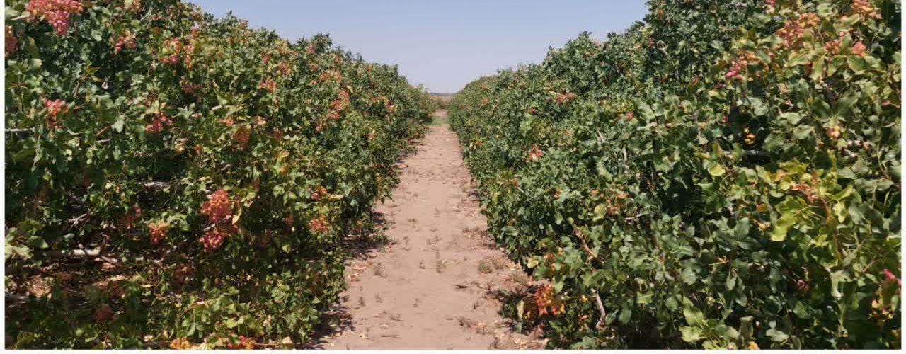 برداشت بیش از ۱۰ هزار تن پسته از باغات شهرستان انار