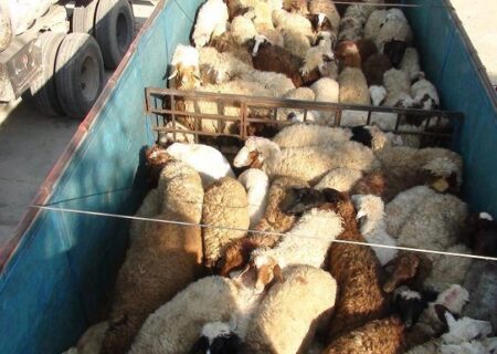 کشف ۱۱۴ راس گوسفند فاقد مجوز در انار