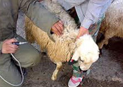 آغاز عملیات واکسیناسیون۳۰هزار رأس گوسفند و بز علیه بیماری تب برفکی در شهرستان انار