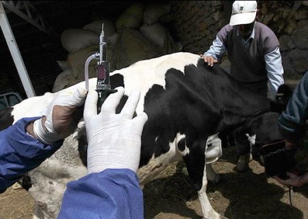 آغاز طرح واکسیناسیون دام های سنگین علیه بیماری لمپی اسکین در شهرستان انار‎