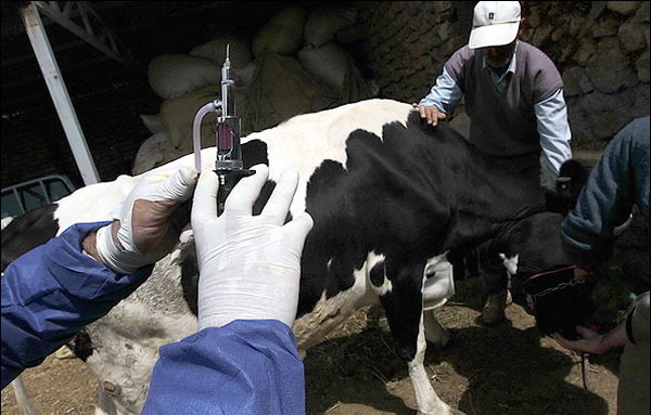 آغاز طرح واکسیناسیون دام های سنگین علیه بیماری لمپی اسکین در شهرستان انار‎