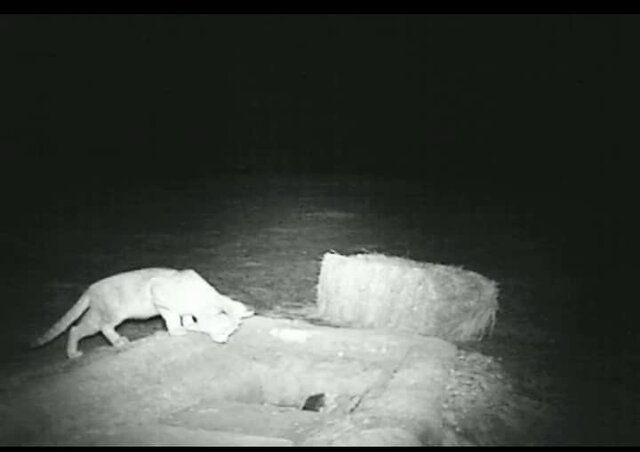 مشاهده یک گربه شنی در حال انقراض در دشت رحمت آباد انار