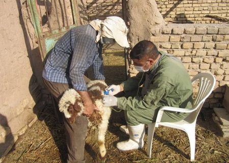 واکسیناسیون رایگان بیش از ۳۴۰۰۰رأس دام سبک بر علیه بیماری طاعون نشخوارکنندگان کوچک در شهرستان انار