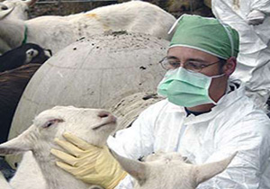 مایه کوبی ۷۰۰۰ رأس گوسفند و بز علیه بیماری بروسلوز ( تب مالت ) در شهرستان انار