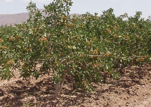 کلاس آموزشی «اصلاح خاک و تغذیه درختان پسته»در انار برگزار می‌شود