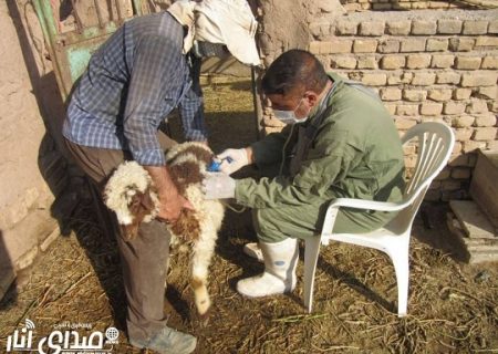 اجرای طرح واکسیناسیون دام سبک علیه بیماری تب مالت در شهرستان انار