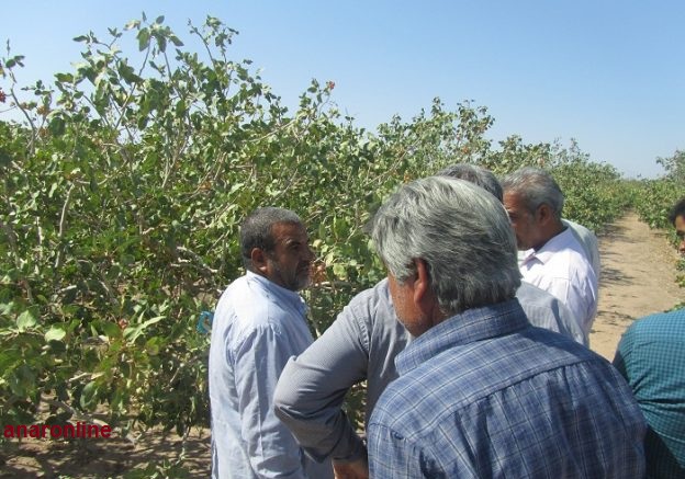 بازدید ۱۲ کشاورز زرندی از طرح آبیاری زیرسطحی باغات پسته در انار