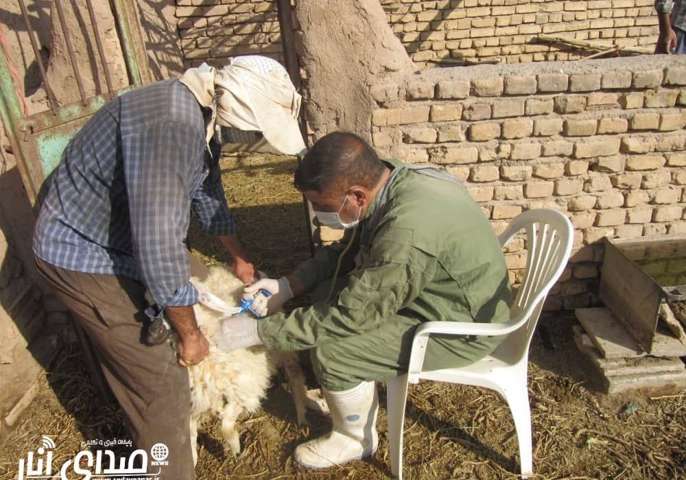 اجرای طرح واکسیناسیون دام سبک بر علیه بیماری طاعون نشخوارکنندگان کوچک در شهرستان انار