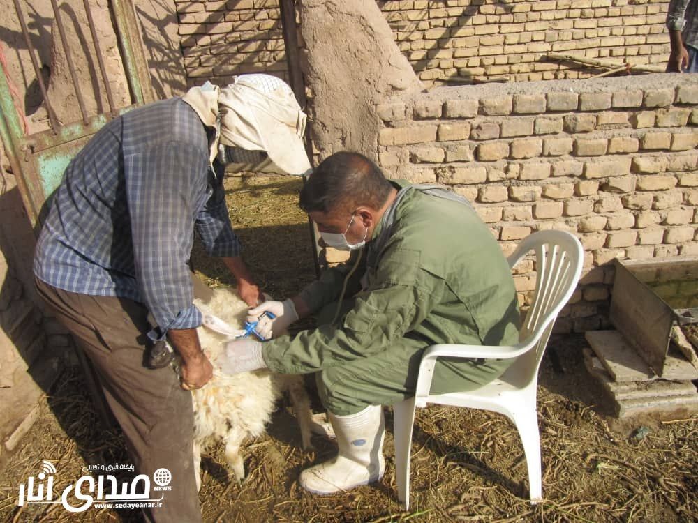 اجرای طرح واکسیناسیون دام سبک بر علیه بیماری طاعون نشخوارکنندگان کوچک در شهرستان انار
