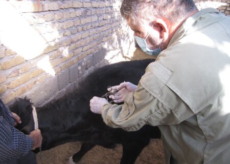 واکسیناسیون بیش از ۱۳۰۰ رأس دام سنگین بر علیه بیماری بروسلوز ( تب مالت ) در شهرستان انار