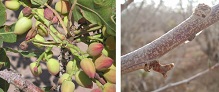 اطلاعیه جهاد کشاورزی انار درباره سمپاشی علیه آفت پروانه چوب خوار و میوه خوار درختان پسته