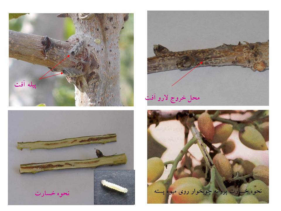 اطلاعیه زمان مبارزه علیه پروانه چوبخوار پسته    
