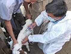 لزوم واکسیناسیون دام های سبک بر علیه بیماری آنتروتوکسمی در شهرستان انار