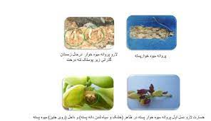 اطلاعیه جهاد کشاورزی شهرستان انار در خصوص زمان مبارزه علیه سنک و پروانه میوه خوار پسته