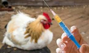 اجرای واکسیناسیون رایگان طیور بومی علیه بیماری نیوکاسل همزمان با ایام الله دهه فجر در شهرستان انار