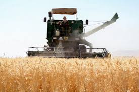 رکورد ۵۰ ساله تولید گندم در کرمان شکسته شد