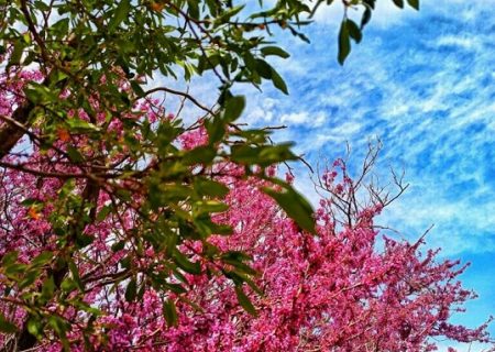 تصاویر زیبای بهاری از دریچه دوربین عکاسان صدای انار(سری اول)