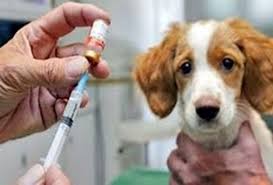 اجرای طرح واکسیناسیون سگ های صاحب دار علیه بیماری هاری در شهرستان انار
