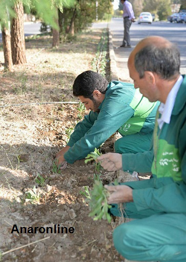 کاشت گل های پاییزه در سطح شهر انار آغاز شد+تصاویر