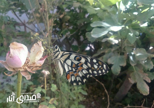 تصاویری از همزیستی حشرات خانگی ارسالی از پرویز بهادری از روستای قربان آباد