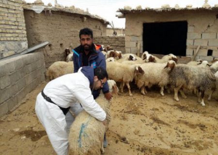 لزوم واکسیناسیون دام های سبک بر علیه بیماری آنتروتوکسمی در شهرستان انار