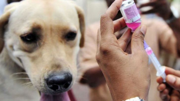 واکسیناسیون سگ های صاحب دار علیه بیماری هاری در شهرستان انار