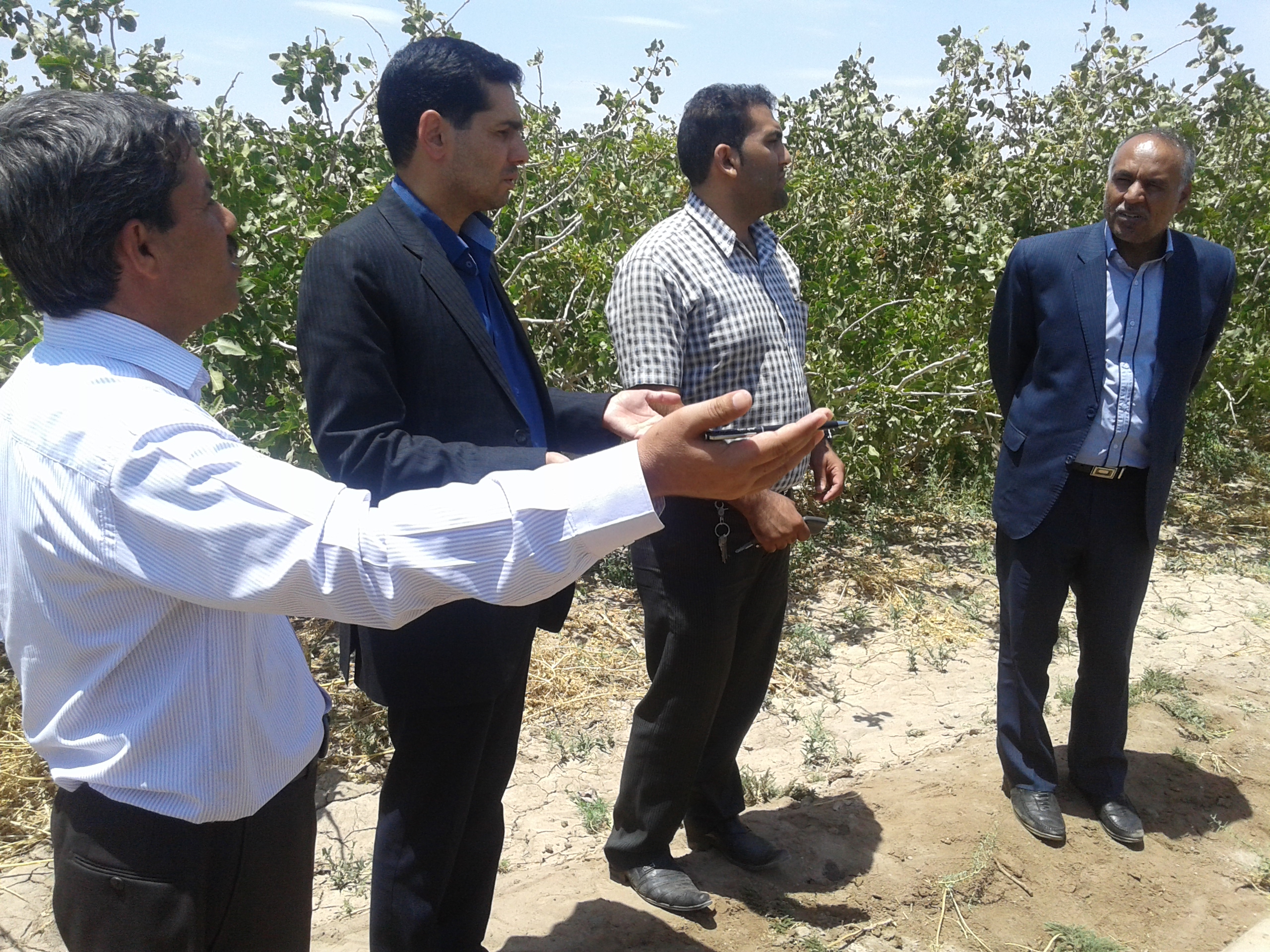 توسعه گلخانه‌ها و کاشت زعفران و گیاهان دارویی در انار